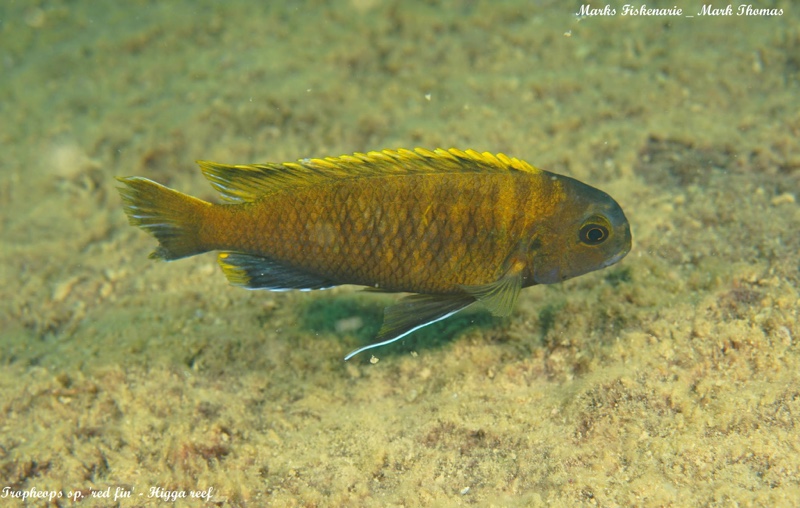 Tropheops sp. 'red fin' Higga Reef
